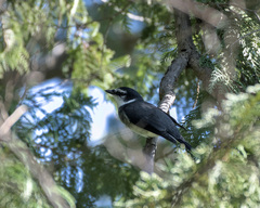 Pericrocotus tegimae
