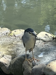 Nycticorax nycticorax