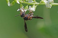 Epeolus bifasciatus