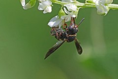 Epeolus bifasciatus