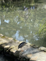 Nycticorax nycticorax