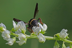 Epeolus bifasciatus