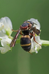 Epeolus bifasciatus