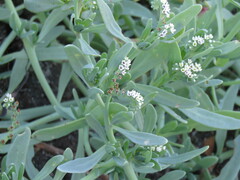 Heliotropium curassavicum