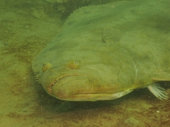 Paralichthys californicus