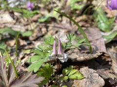 Corydalis fukuharae