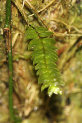 Cyathophorum bulbosum