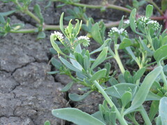 Heliotropium curassavicum