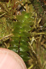 Cyathophorum bulbosum