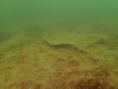 Paralichthys californicus