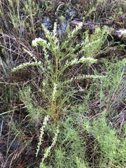 Eupatorium leptophyllum