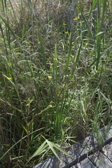 Philydrum lanuginosum