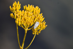 Acmaeodera maculifera