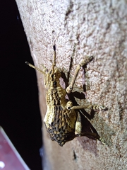 Episomus chinensis