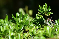 Myrsine cubana
