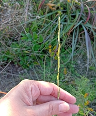Eriochloa sericea