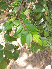 Elaeagnus triflora