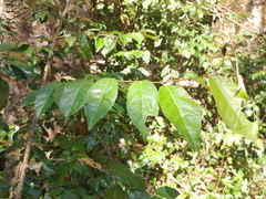 Elaeagnus triflora