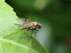 Anthomyia punctipennis
