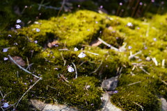 Utricularia grampiana