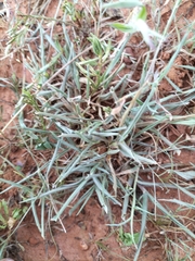 Paspalum distichum