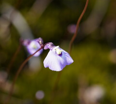 Utricularia grampiana