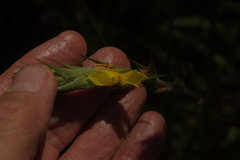 Philydrum lanuginosum