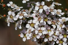 Leptospermum continentale