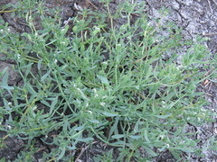 Heliotropium curassavicum