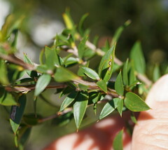 Leptospermum continentale