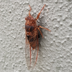 Birrima varians