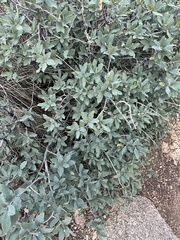 Quercus grisea