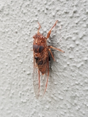 Birrima varians