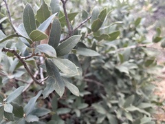 Quercus grisea