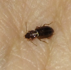 Dicheirotrichus obsoletus