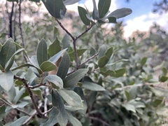 Quercus grisea