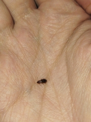 Dicheirotrichus obsoletus