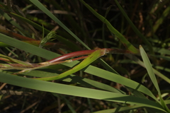 Philydrum lanuginosum