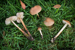 Marasmius oreades