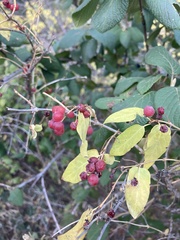 Lonicera