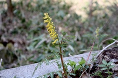 Corydalis pallida tenuis