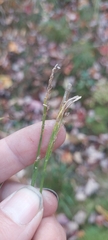 Carex leptonervia