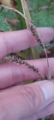 Carex scabrata