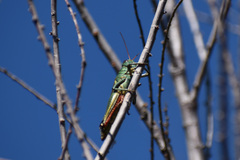 Melanoplus thomasi