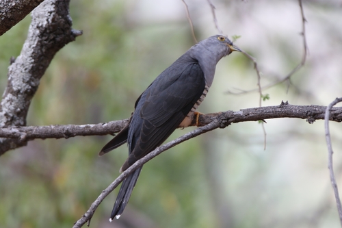 Madagascar Cuckoo