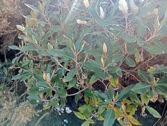 Olearia avicenniifolia