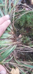 Carex leptonervia