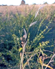 Eriochloa sericea