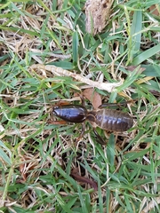 Gryllotalpa australis