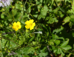 Potentilla gracilis